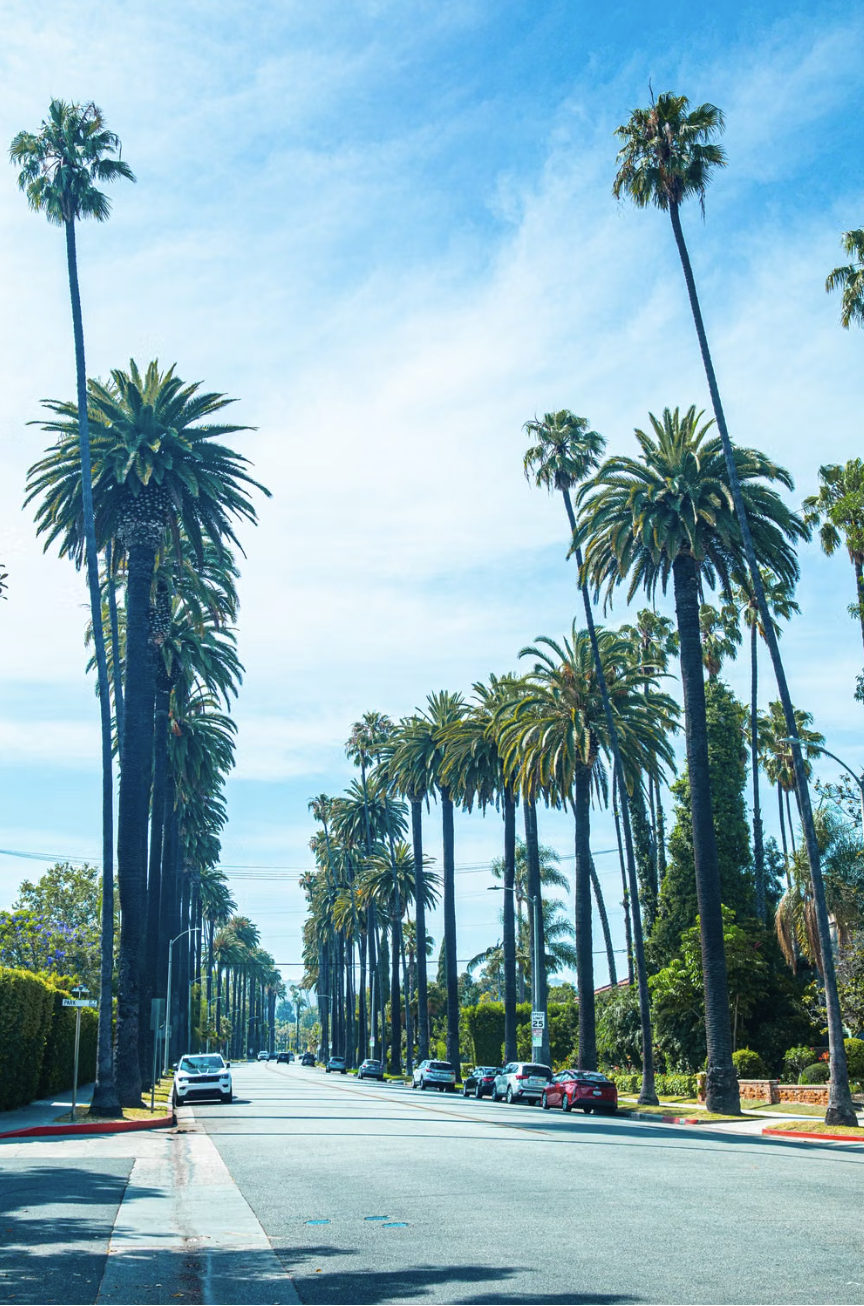 Palm-lined street in Los Angeles